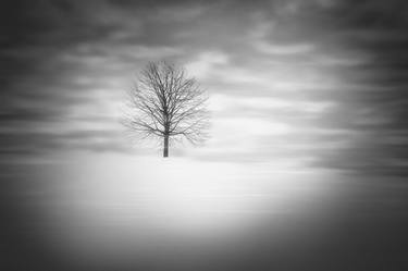 Print of Conceptual Tree Photography by Dan Cristian Lavric