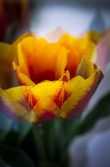 Print of Floral Photography by Dan Cristian Lavric