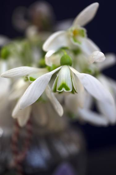 First Snowdrop - Limited Edition of 3 thumb