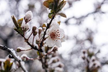 Original Conceptual Floral Photography by Dan Cristian Lavric