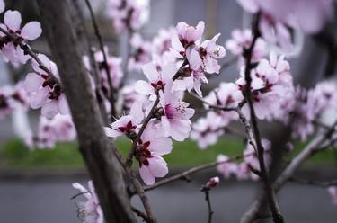 Wild Peach In Bloom - Limited Edition of 3 thumb