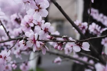 Print of Botanic Photography by Dan Cristian Lavric