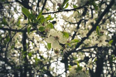 Print of Conceptual Botanic Photography by Dan Cristian Lavric