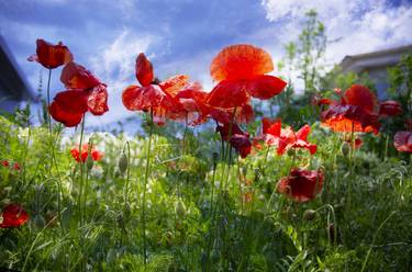 Print of Garden Photography by Dan Cristian Lavric