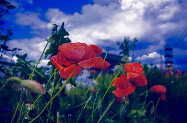 Print of Garden Photography by Dan Cristian Lavric