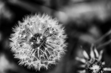 Dandelion`s Dream - Limited Edition of 3 thumb