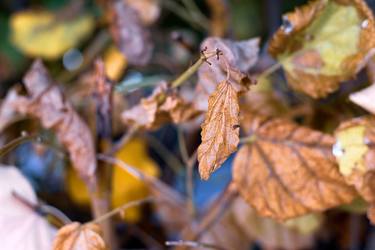 Last Days of Autumn - Limited Edition of 3 thumb