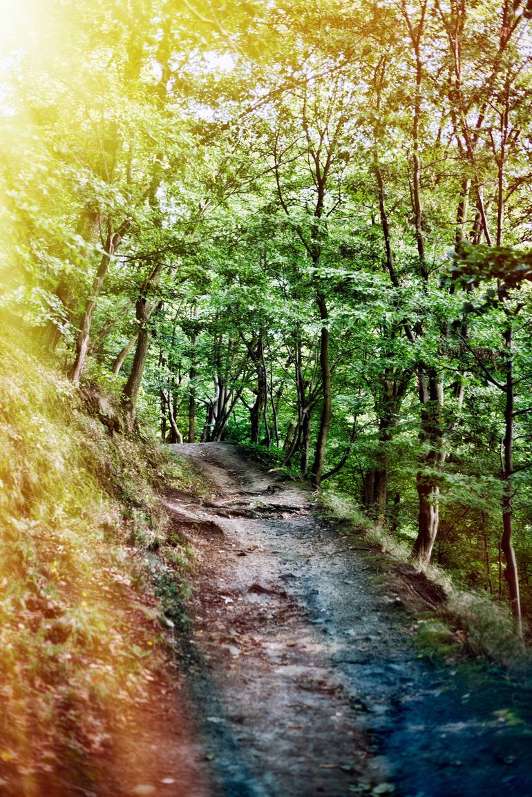 Original Nature Photography by Dan Cristian Lavric | Conceptual Art on Paper | Picture From The Forest - Limited Edition of 3