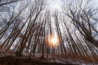 Transylvanian Forest thumb