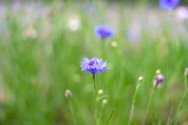 Original Conceptual Botanic Photography by Dan Cristian Lavric