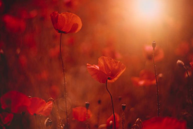 Original Botanic Photography by Dan Cristian Lavric | Conceptual Art on Paper | Into the Wild Red Field