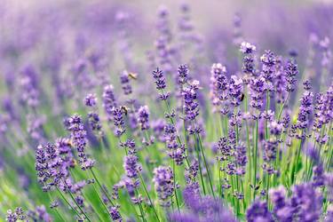 A Day In Lavender thumb