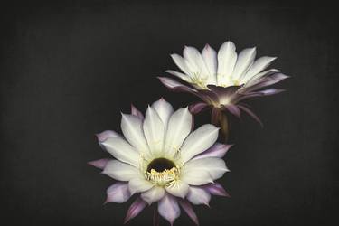 Original Conceptual Floral Photography by Dan Cristian Lavric