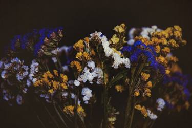 Original Conceptual Floral Photography by Dan Cristian Lavric