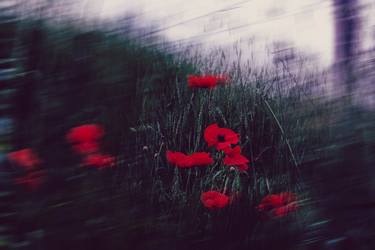 Original Conceptual Floral Photography by Dan Cristian Lavric