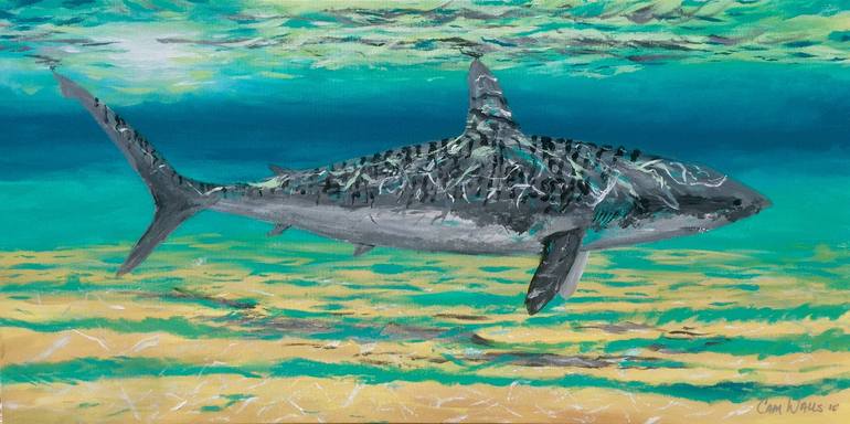 tiger shark drawings