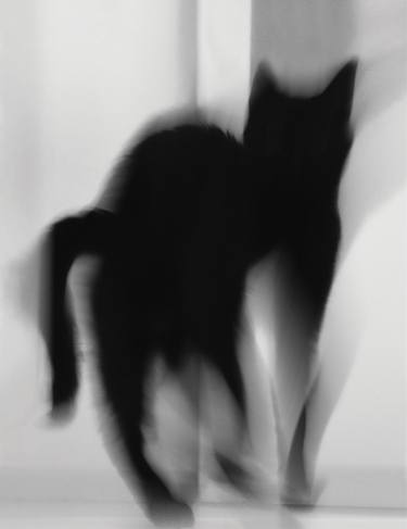 Original Abstract Animal Photography by Magda Lates