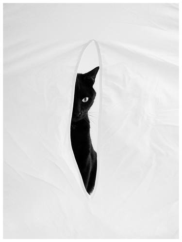 Original Contemporary Animal Photography by Magda Lates