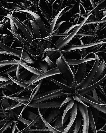 Original Botanic Photography by Magda Lates