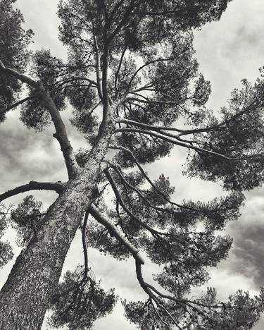 Print of Fine Art Tree Photography by Magda Lates