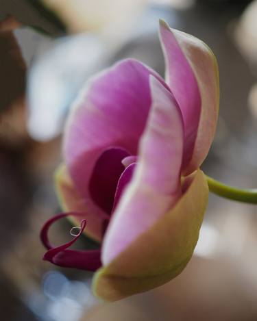 Original Contemporary Floral Photography by Alexander Valdman