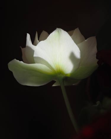 Original Contemporary Floral Photography by Alexander Valdman
