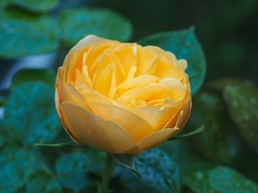 Original Contemporary Floral Photography by Alexander Valdman