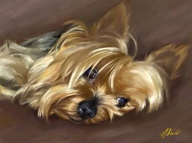 Yorkshire Terrier Dog Portrait thumb