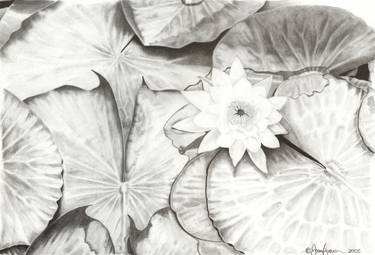 Print of Fine Art Botanic Drawings by Jason Ferguson