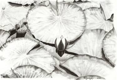 Print of Fine Art Botanic Drawings by Jason Ferguson