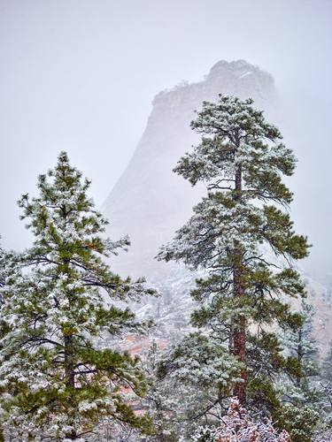 Snowy Firs in Zion thumb