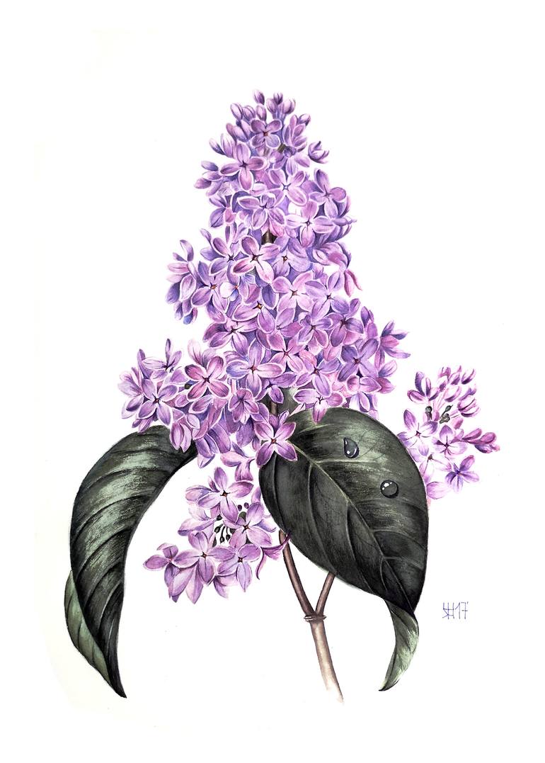 Lilac botanical illustration Painting by Yevgeniya Nyrkova Kizilkaya ...