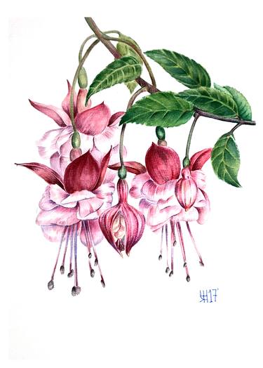 Print of Fine Art Botanic Paintings by Yevgeniya Nyrkova Kizilkaya