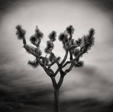 Original Fine Art Nature Photography by Michael Microulis