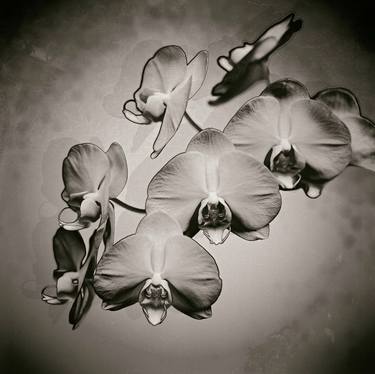 Original Fine Art Botanic Photography by Michael Microulis