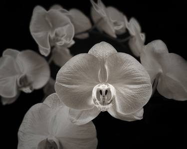 Orchids II  - #8 - Limited Edition of 25 thumb