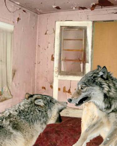 Abandoned Room With Wolves thumb