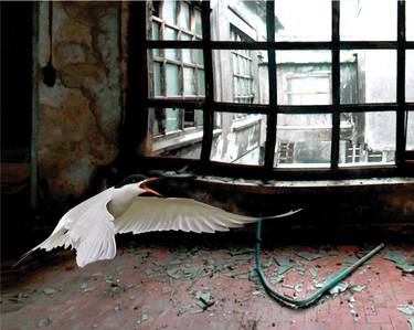 Abandoned Room With Bird thumb