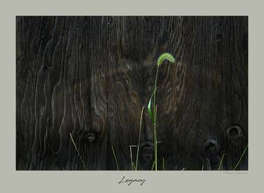 Print of Minimalism Nature Photography by Thomas Shanahan