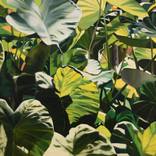 Colocasia no.1 by Naomi Mendel