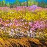I wanted to capture the peace and contentment of laying among the magic of Mother Nature.
Just beyond the golden hay, lays a land where fairies hide and play. If you believe your heart before the eyes, the magic of Nature reveals Pixie Paradise.