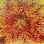 Sensitive Nature, Flower #2 by NATALIA CAJIAO