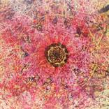 Sensitive Nature, flower#3 by NATALIA CAJIAO
