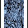 Serpentine Framed