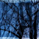 Trees-Rambles by Drew Reese