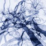 Trees-Zen by Drew Reese