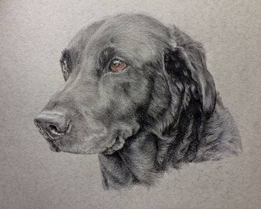 Print of Portraiture Dogs Drawings by Camilla Neilson