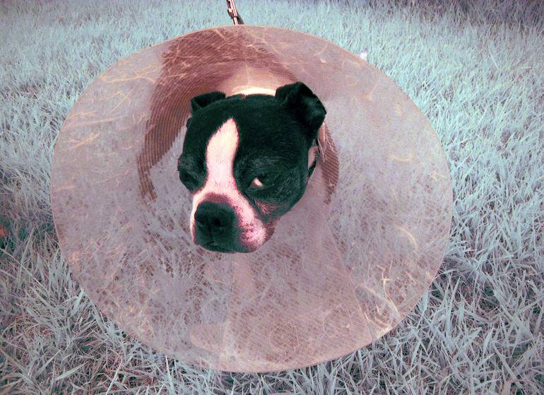 Thumper sad cone - Limited Edition 1 of 1 Photography by Organa Meets ...