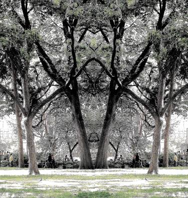 Original Tree Photography by Ken Lerner