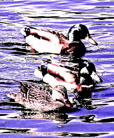 Ducks 100f thumb